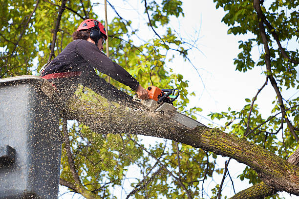 How Our Tree Care Process Works  in  Kenbridge, VA