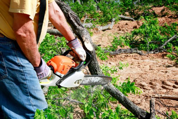 Professional Tree Removal in Kenbridge, VA